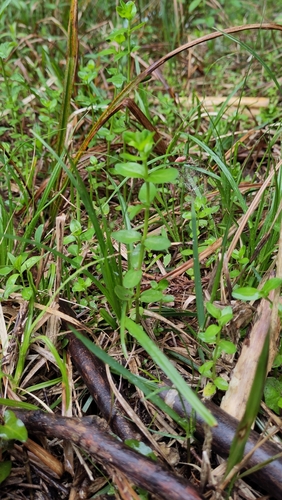 Mentha japonica iNat (1)