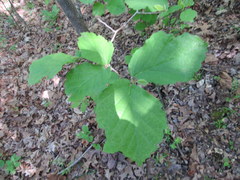 Hamamelis vernalis