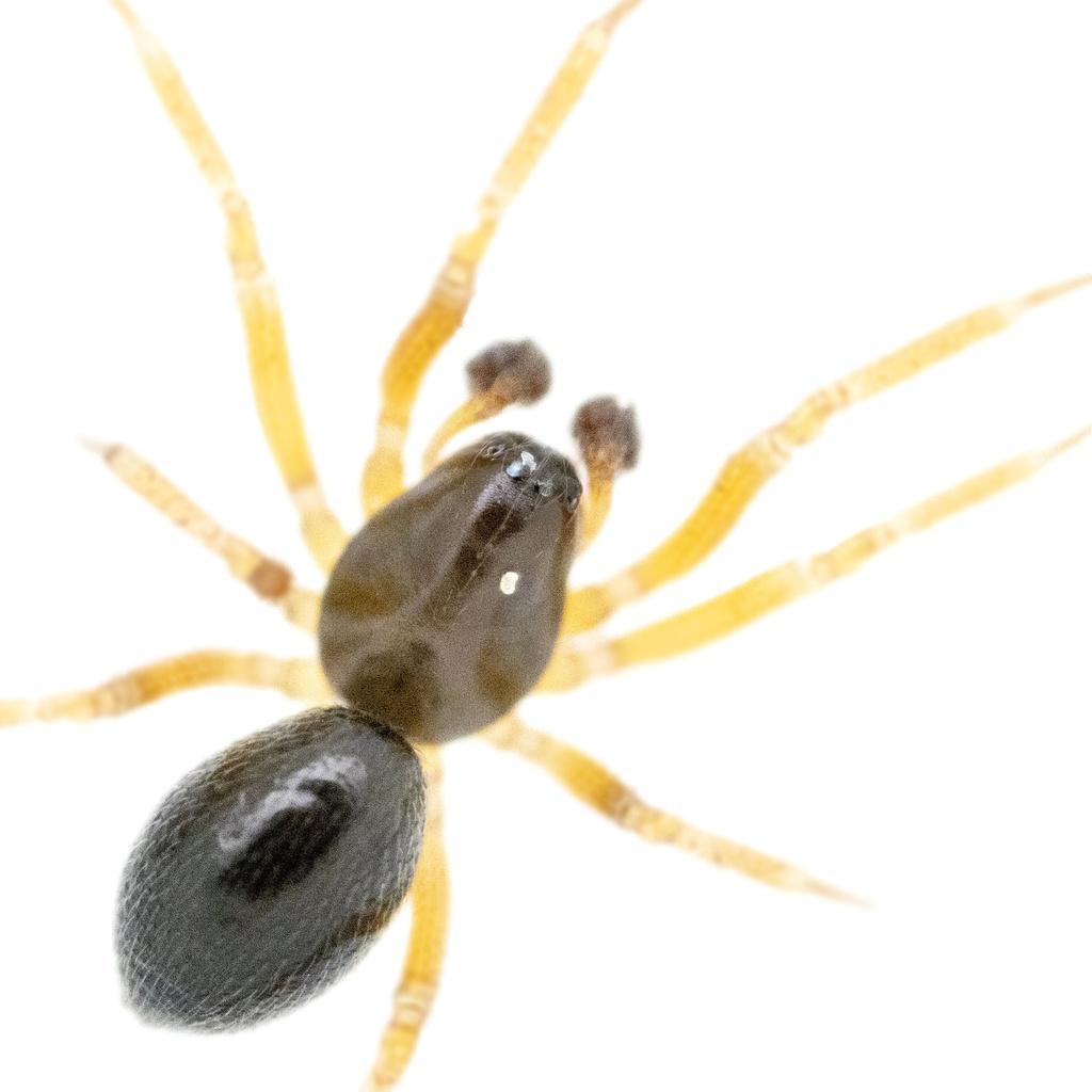 Porrhomma pygmaeum