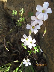 Oxalis dentata