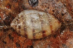 Melampus bidentatus