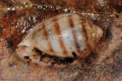 Melampus bidentatus