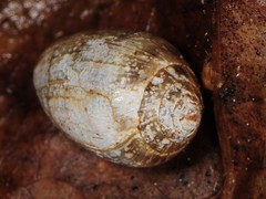 Melampus bidentatus