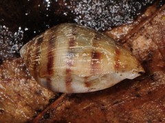 Melampus bidentatus