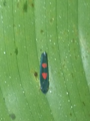 Pachitea subflava