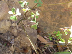 Oxalis dentata