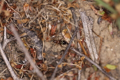 Closterocoris amoenus