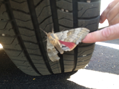 Pachysphinx occidentalis