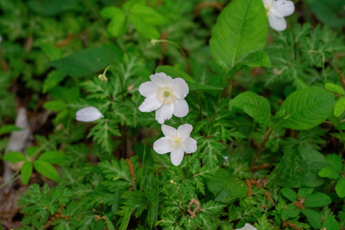 Anemone nikoensis, photograph 3