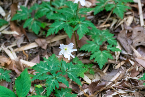 Anemone nikoensis, photograph 5