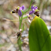 Ophrys oestrifera minutula - Photo (c) josefwirth, some rights reserved (CC BY-NC), uploaded by josefwirth