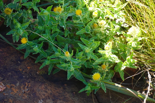 Image of Helichrysum setosum by (c) Matthew Fainman, some rights reserved (CC BY)