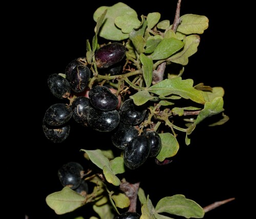 Searsia tripartita