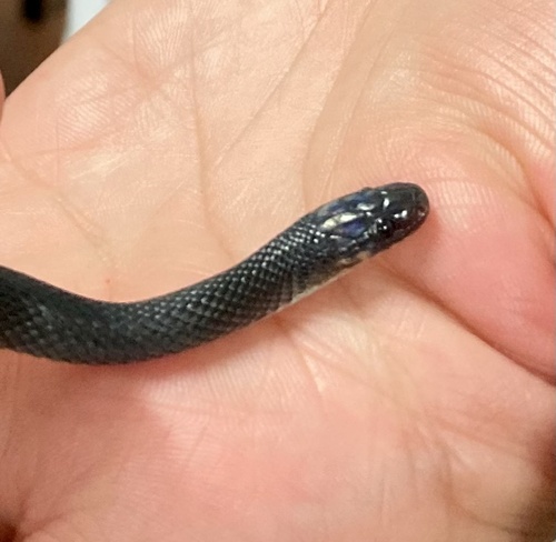 Hallowell's Coffee Snake
