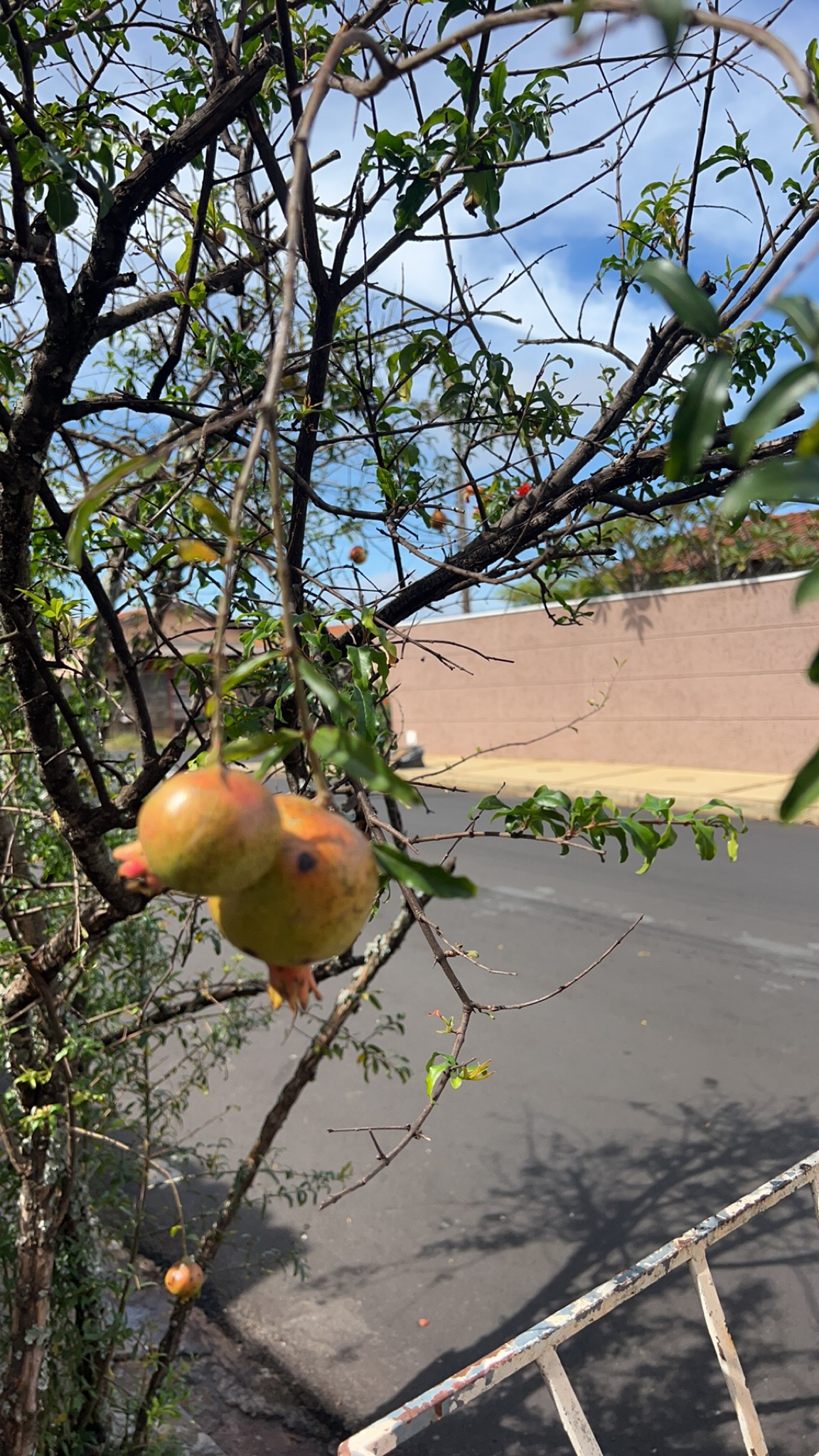 Punica granatum