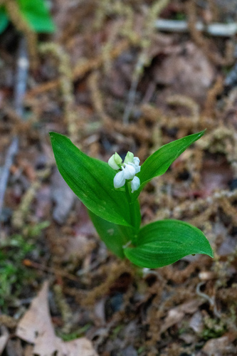 Image of Cephalanthera erecta by (c) WATANABE Hitoshi 渡辺仁, some rights reserved (CC BY)