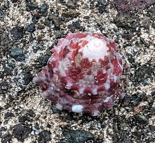 Trochus sacellum observed 2024-04-20