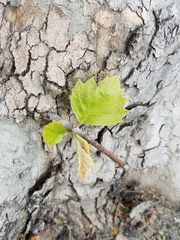 Platanus