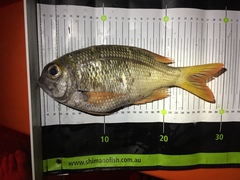 Monotaxis heterodon
