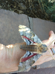 Pachysphinx occidentalis