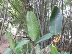 Stromanthe jacquinii