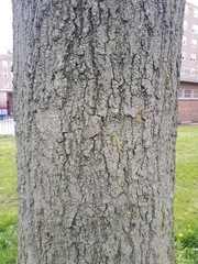 Platanus