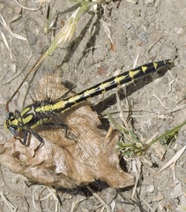 Phanogomphus kurilis