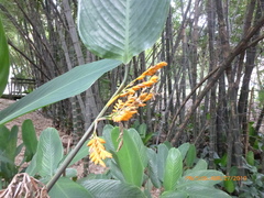 Stromanthe jacquinii