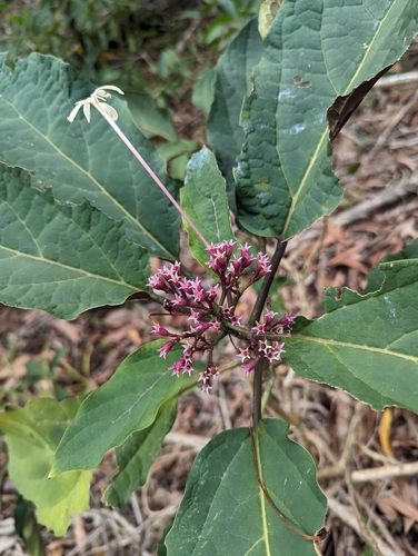 Clerodendrum quadriloculare