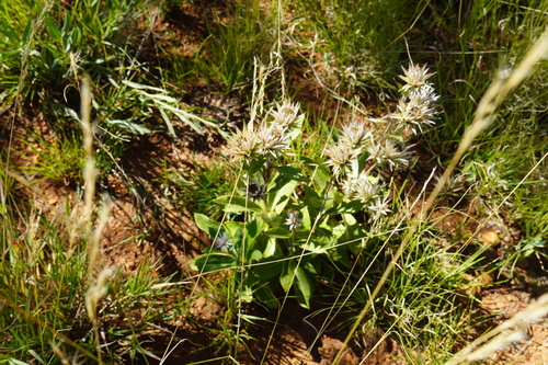 Image of Macledium zeyheri by (c) Matthew Fainman, some rights reserved (CC BY)