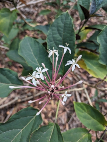 Clerodendrum quadriloculare