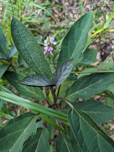 Clerodendrum quadriloculare