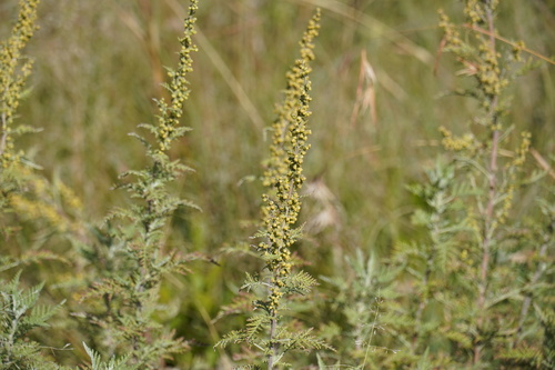 Image of Artemisia afra by (c) Matthew Fainman, some rights reserved (CC BY)