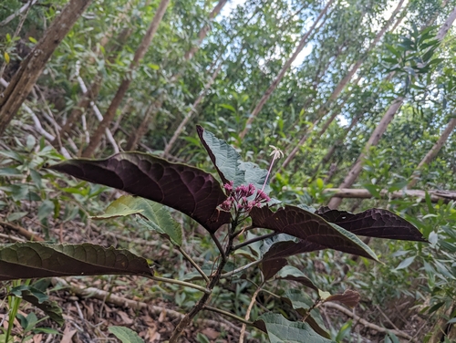 Clerodendrum quadriloculare
