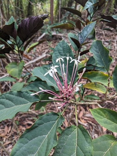 Clerodendrum quadriloculare