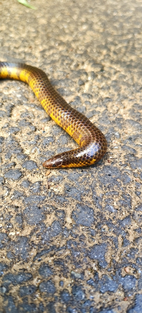 Boulenger's Earth Snake