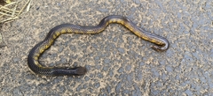 Boulenger's Earth Snake photo 3