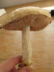 Austroboletus niveus