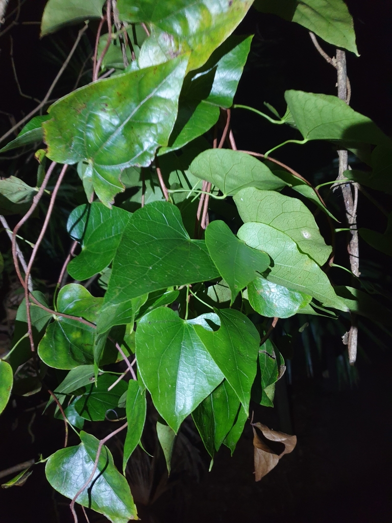 pearl vine from Gap Park, Gap Road, Watsons Bay NSW 2030, Australia on ...