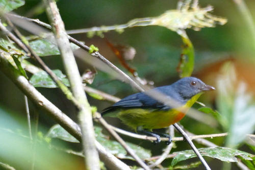 Prionochilus xanthopygius observed 2024-03-17