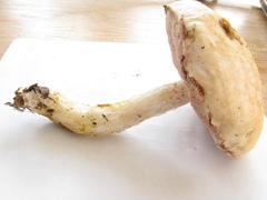 Austroboletus niveus