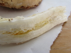 Austroboletus niveus