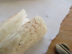 Austroboletus niveus