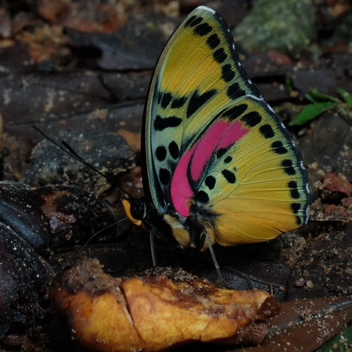 Euphaedra gausape