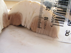 Austroboletus niveus