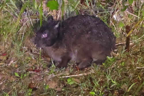 アマミノクロウサギ
