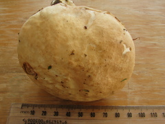 Austroboletus niveus