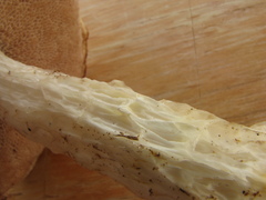 Austroboletus niveus