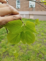 Tilia