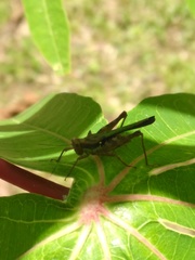 Scaria
